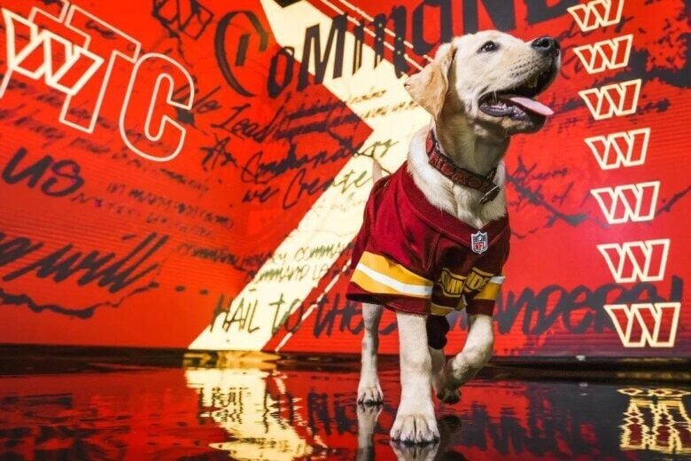 Paw-sitive energy': Commanders name new team dog for 2023 season