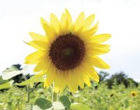 Burnside Farms Offers Look At Summer S Sunflowers News Prince William Insidenova Com