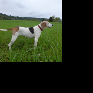 Critter Corner: Hunting season is here; how to keep your dogs safe - InsideNoVa.com