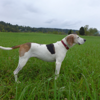 Critter Corner: Hunting season is here; how to keep your dogs safe - InsideNoVa.com