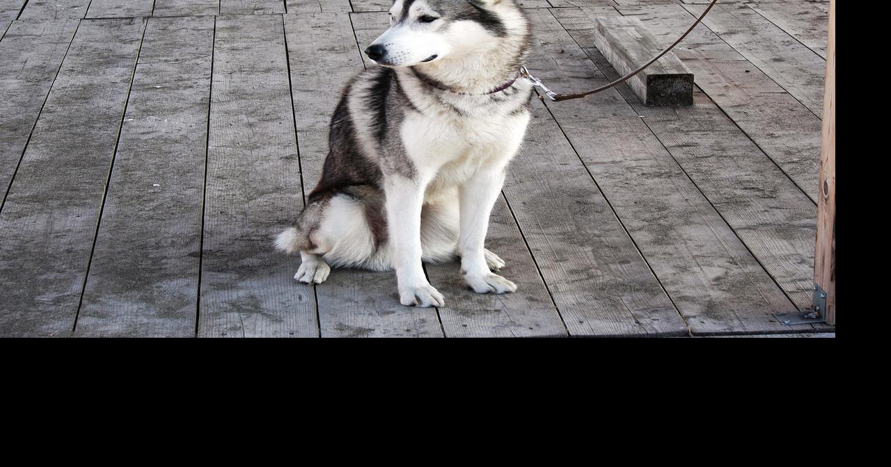 Bill seeks more humane tethering regulations for dogs | Headlines ...