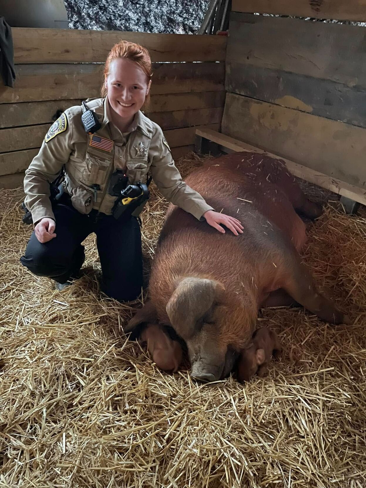 'Pigture perfect job': Stafford County deputy helps mama pig in a ...