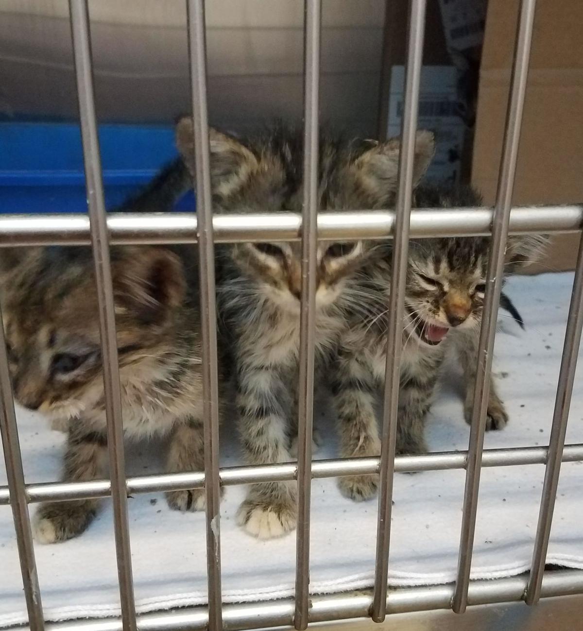 Humane Society County Shelter Take In Florida Pets Headlines