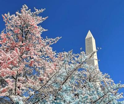 Washington Nationals Cherry Blossom City Connect Retail Launch Party -  Photos - Washington Times