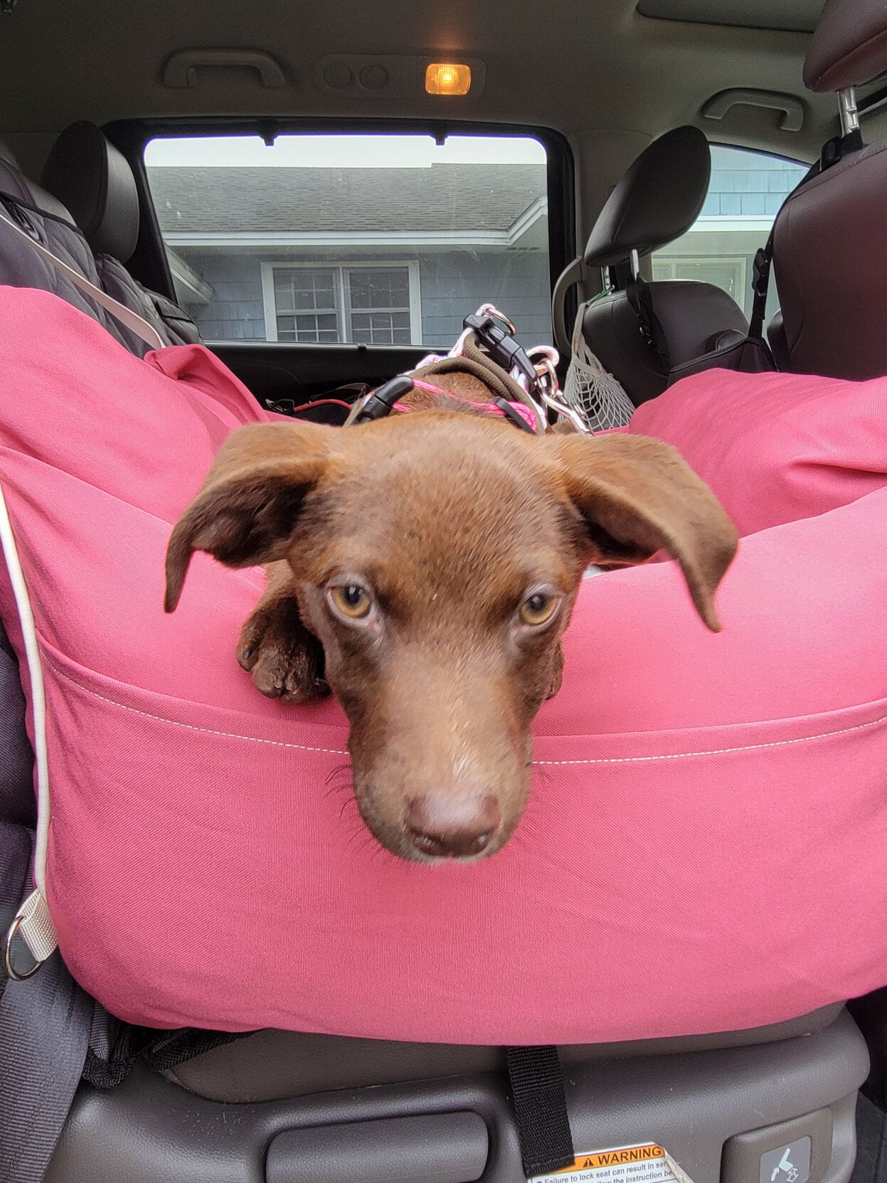 Dachshund Car Seat Belt Cover - Pink Dachshund Car Seat Belt Cover - Pink