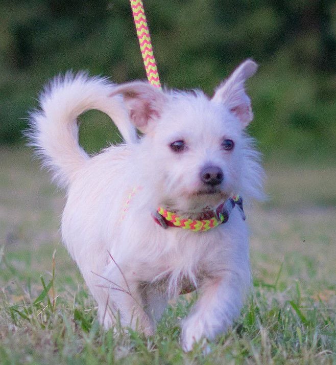 26 Humane Society Puppies Florida Photos