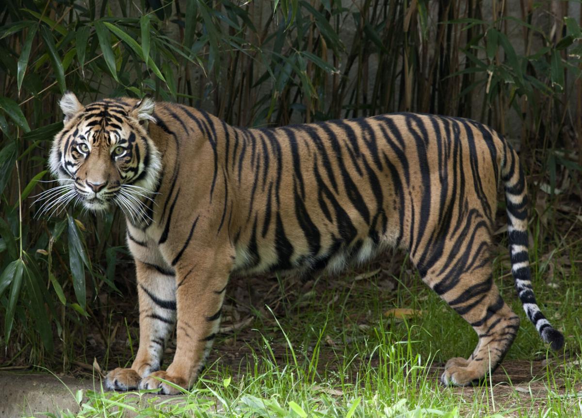 Updated Lions And Tigers At National Zoo Recovering From Covid 19 Headlines Insidenova Com