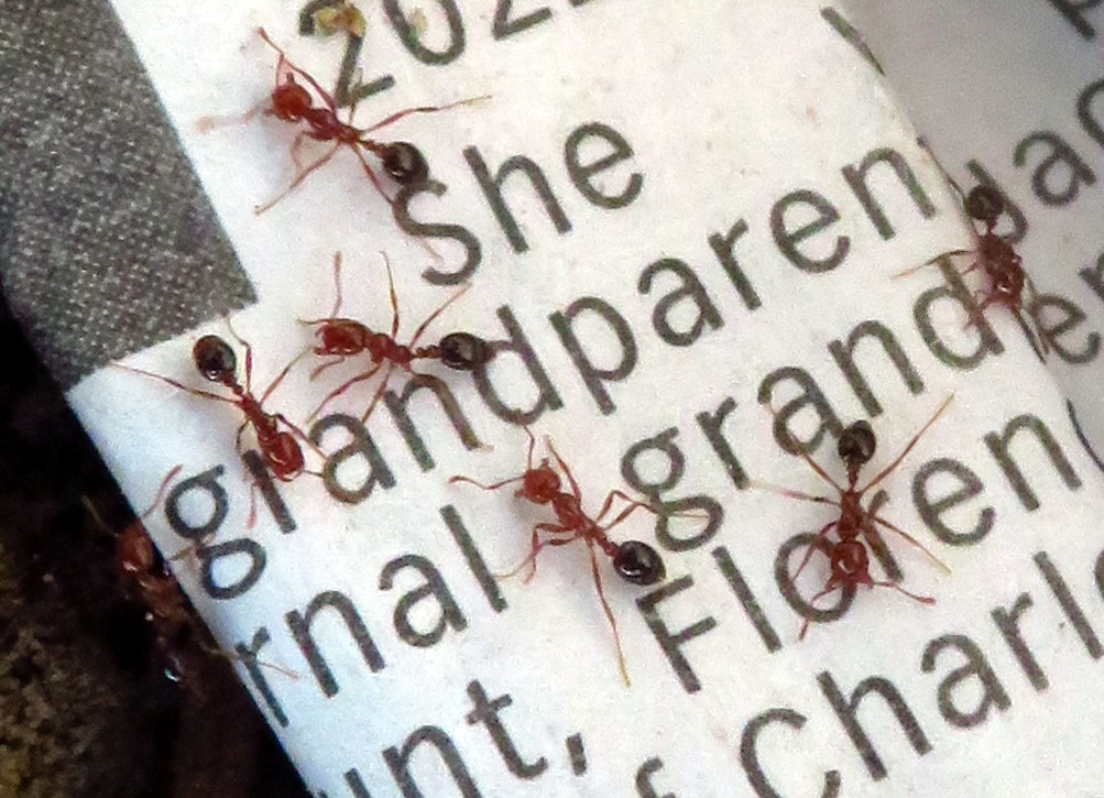 Invasive fire ants continue their march across Virginia, Headlines