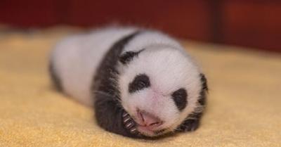 Panda Update National Zoo S Star Newborn Gets An Exam Headlines Insidenova Com