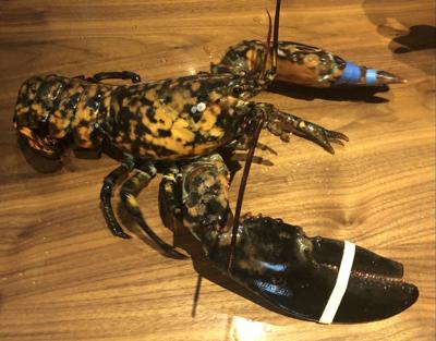 Calico Lobster.JPG