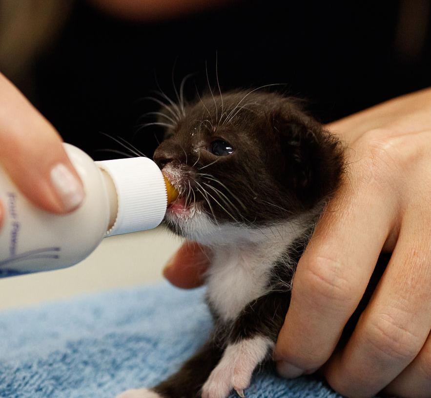 Effort to help neediest kittens aims to go region-wide | news/arlington
