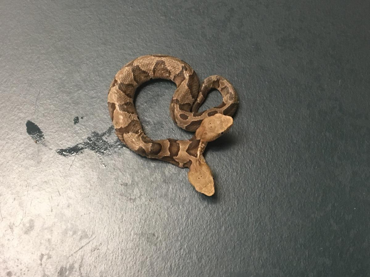 Two-headed copperhead found in Lake Terrapin flowerbed 