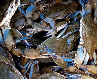 maryland blue crab