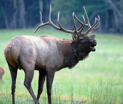 Believe it or not: Elk in Virginia | News | insidenova.com