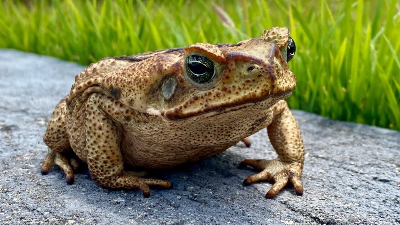 Why these toads are evolving faster than anyone expected