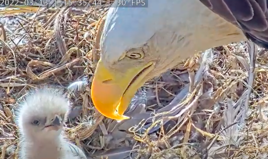 Dulles Greenway Eagle Cam on Twitter: Happy Father's Day!   / Twitter