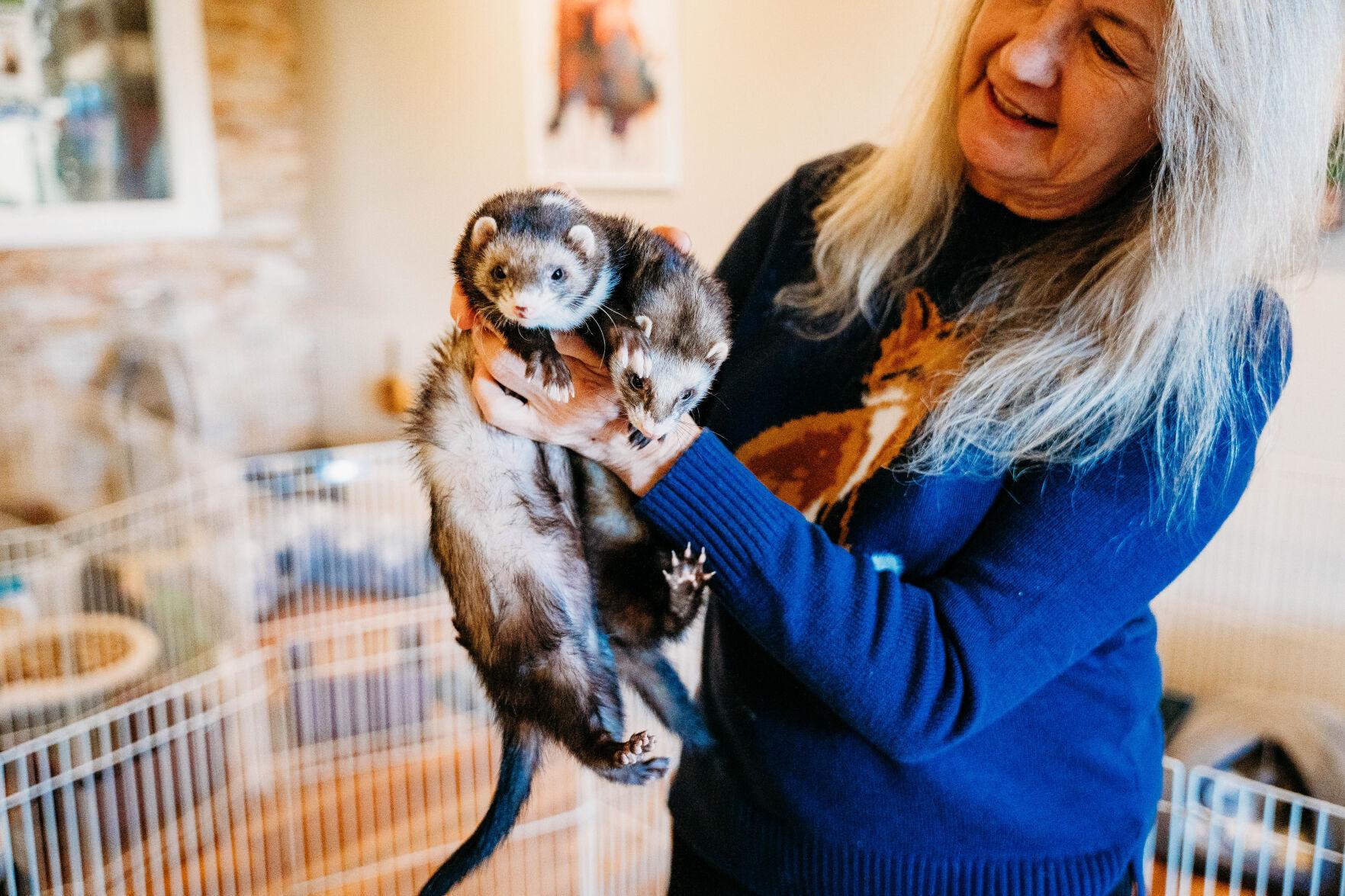 Ferret, wild animal rescue thrives in Brandy Station InsideNoVa