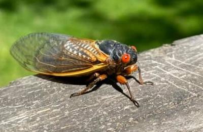 Brood X Invasion Here Come The Cicadas Headlines Insidenova Com Brood X Invasion Here Come The Cicadas Headlines Insidenova Com