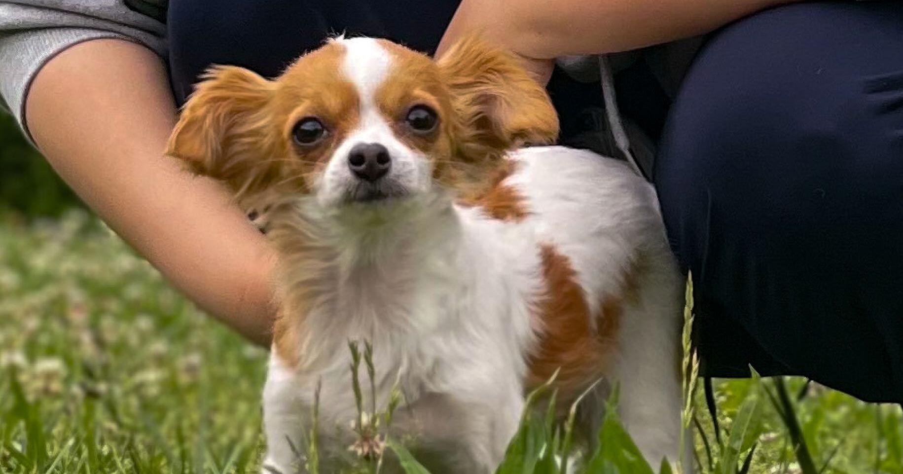 Amissville family charged with 60 animal abuse counts - Vimarsana News