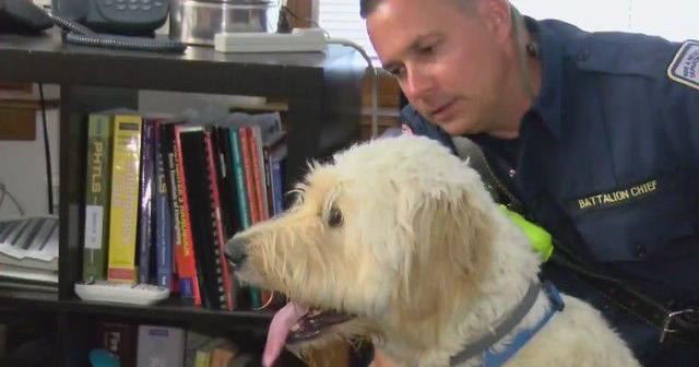 Therapy dogs aid Fairfax County Fire and Rescue (WDVM) | news/fairfax ...