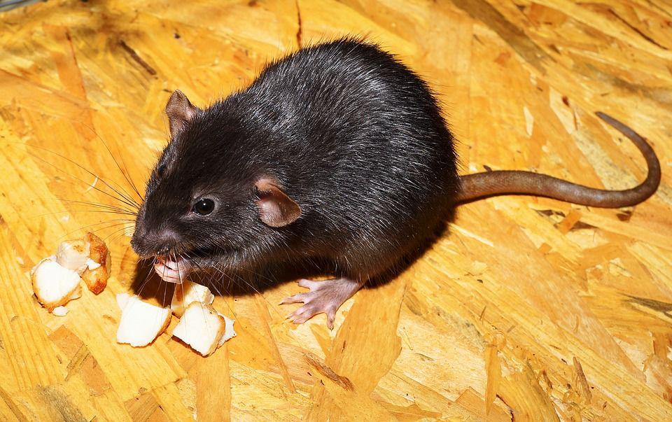 Oh, Rats! D.C.'s rodent ranking includes Northern Virginia News