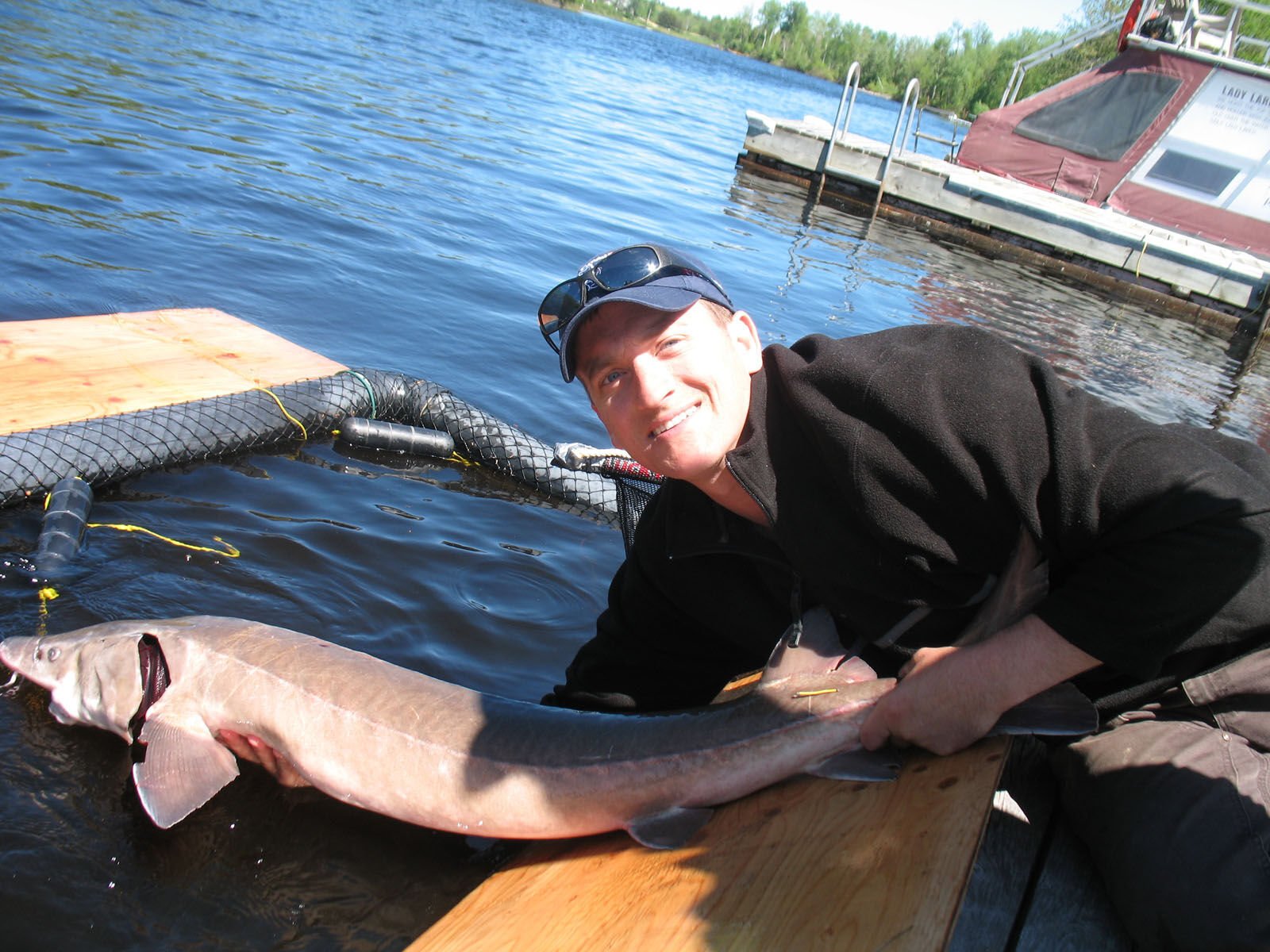 Lake sturgeon shows signs of rebounding in Ottawa Valley