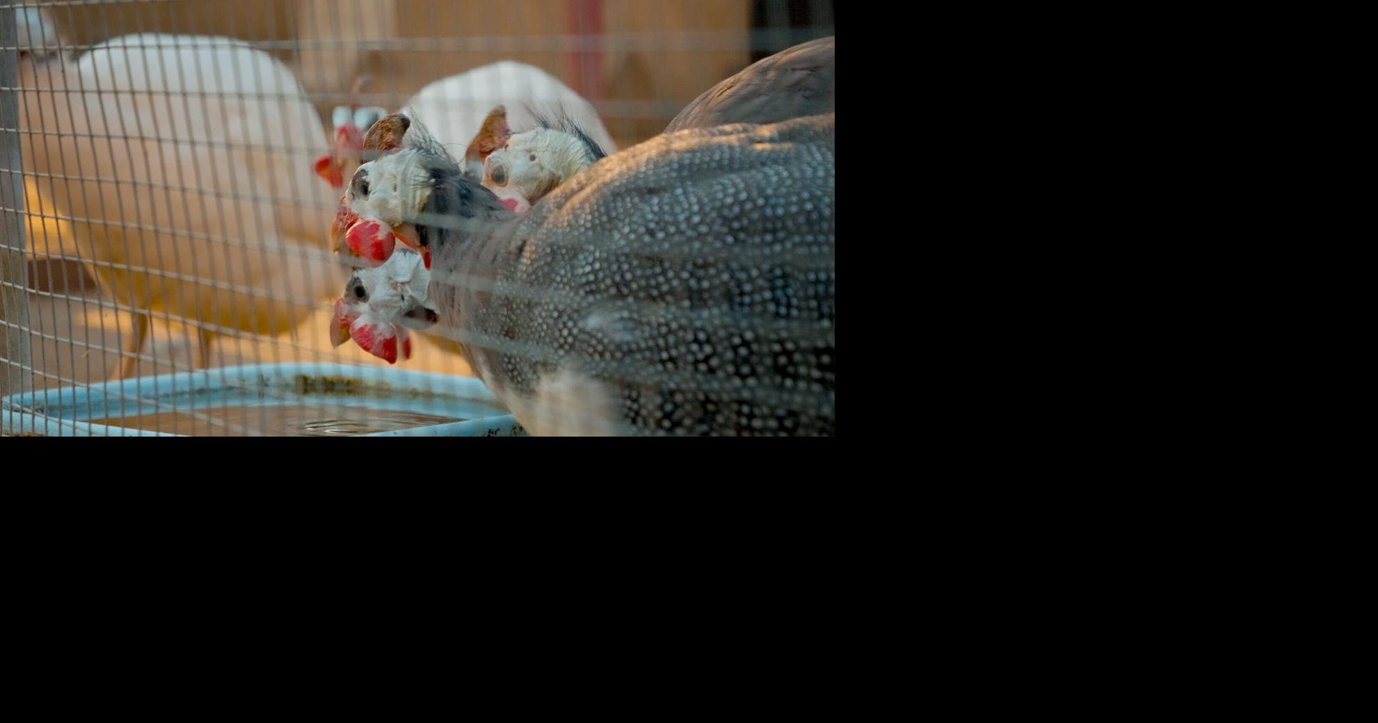 Can guinea fowl help control ticks in Renfrew County? Local council reviews backyard fowl regulations and options – Inside Ottawa Valley