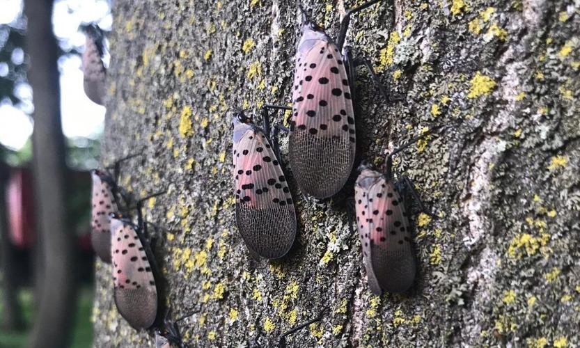 9 invasive species to be on the lookout for in Ontario