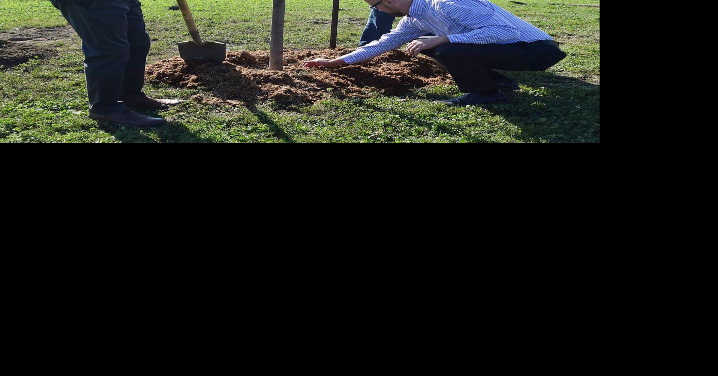 Tree subsidy program now open