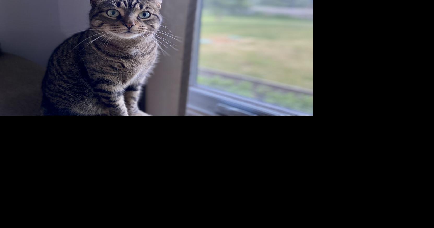 Councillor wants to add cats to animal control bylaw
