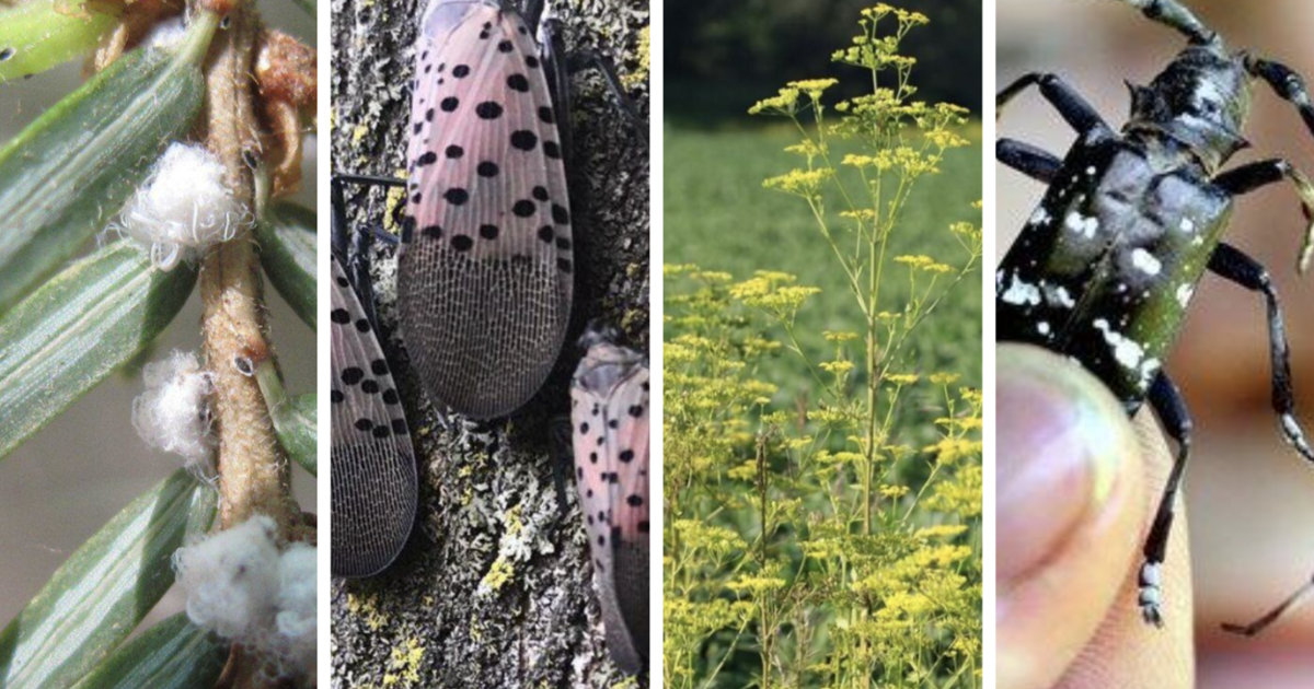 9 invasive species to be on the lookout for in Ontario