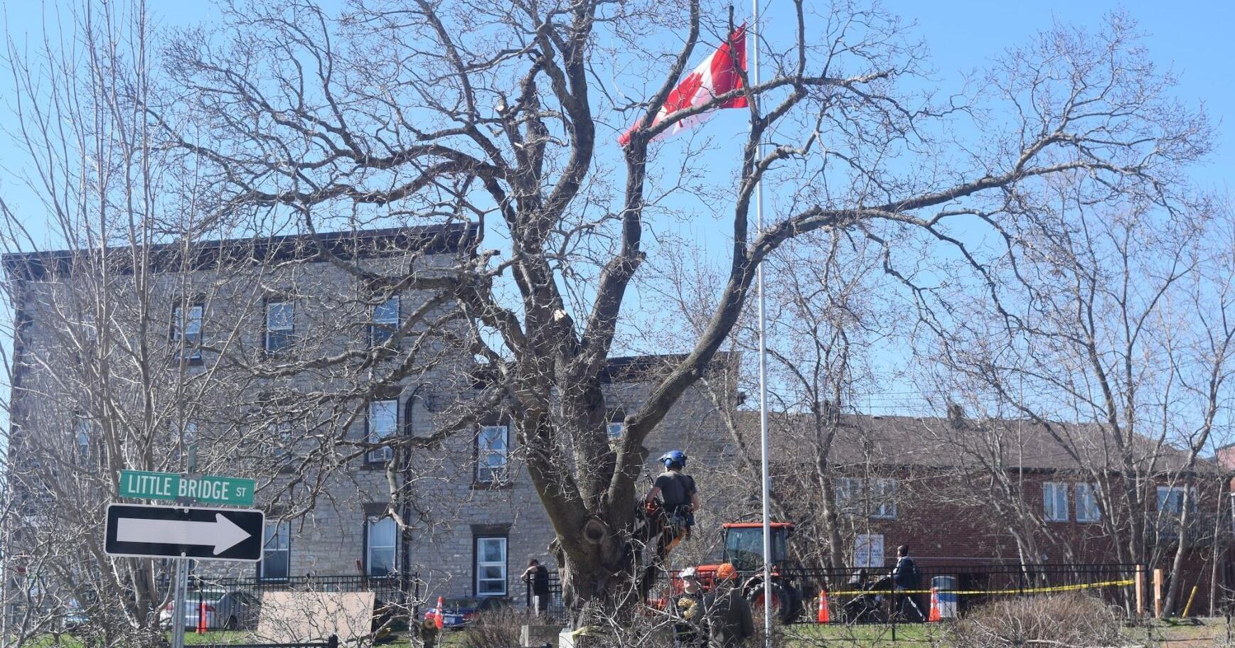 Famed Almonte tree cut down as cenotaph undergoes renovation - Vimarsana News