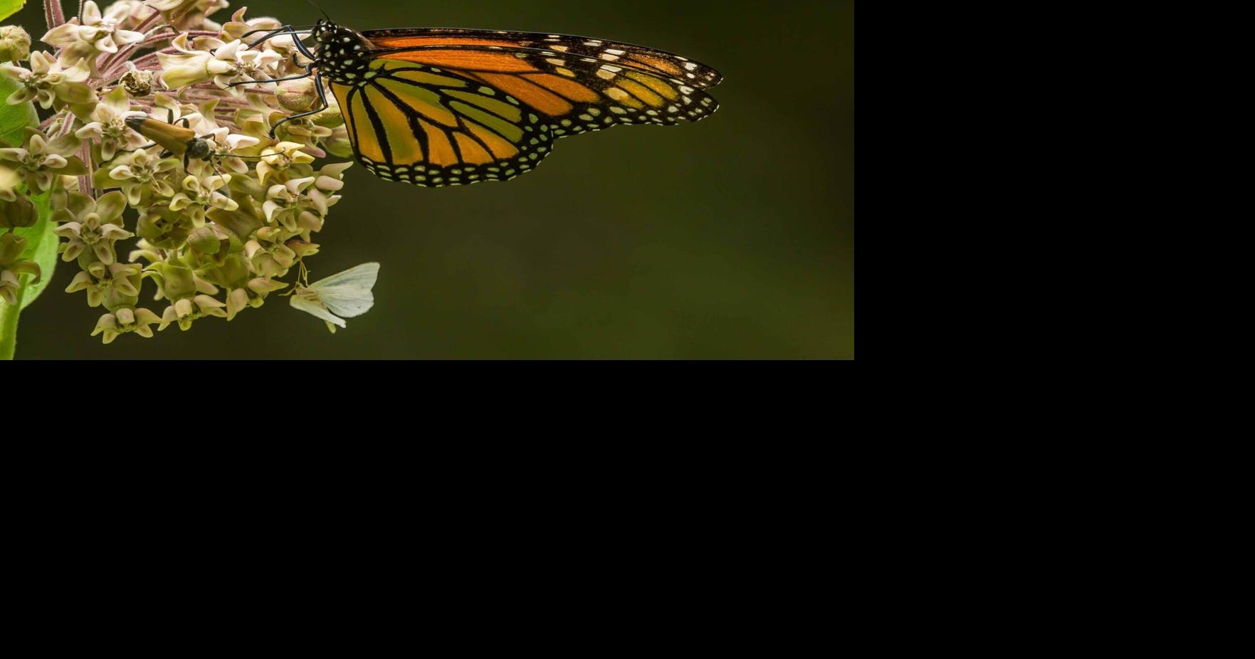 Great Canadian Polinator Pathway will bloom in Lanark County