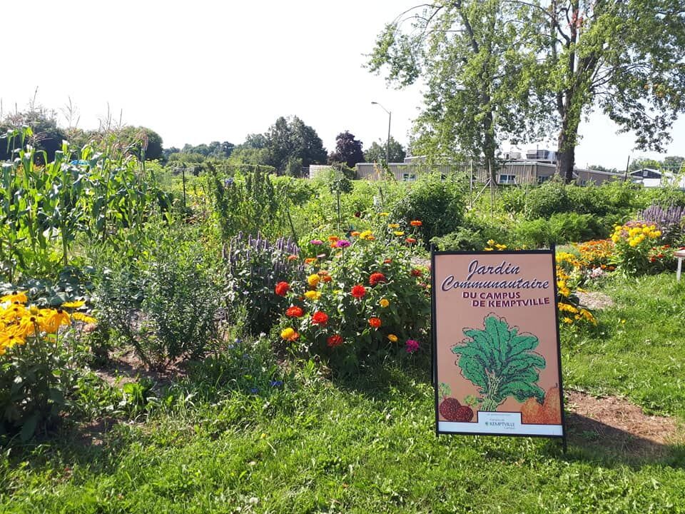 New Brunswick Community Harvest Gardens | Fasci Garden