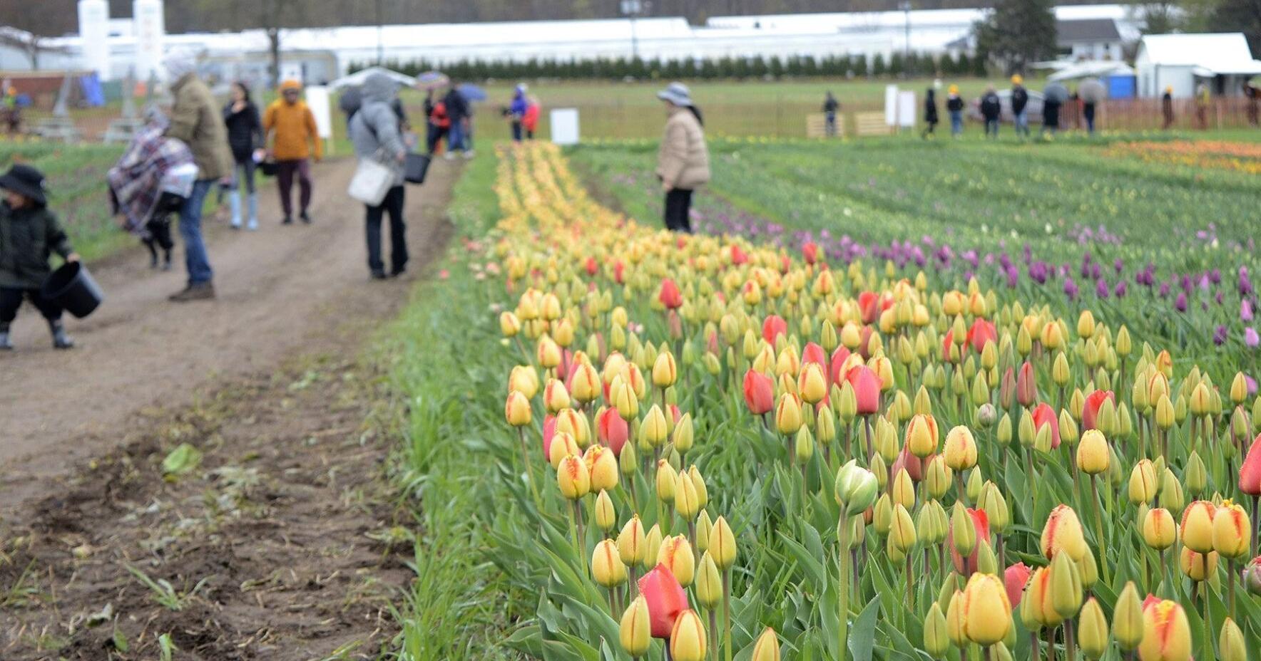 9 places in Ontario to tiptoe through the tulips - Vimarsana News