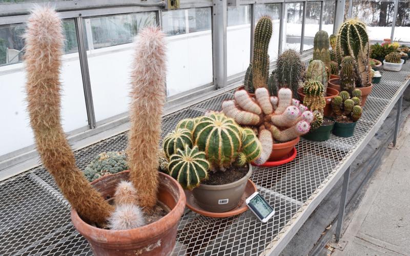 Kemptville Campus greenhouses open for community access, gardening