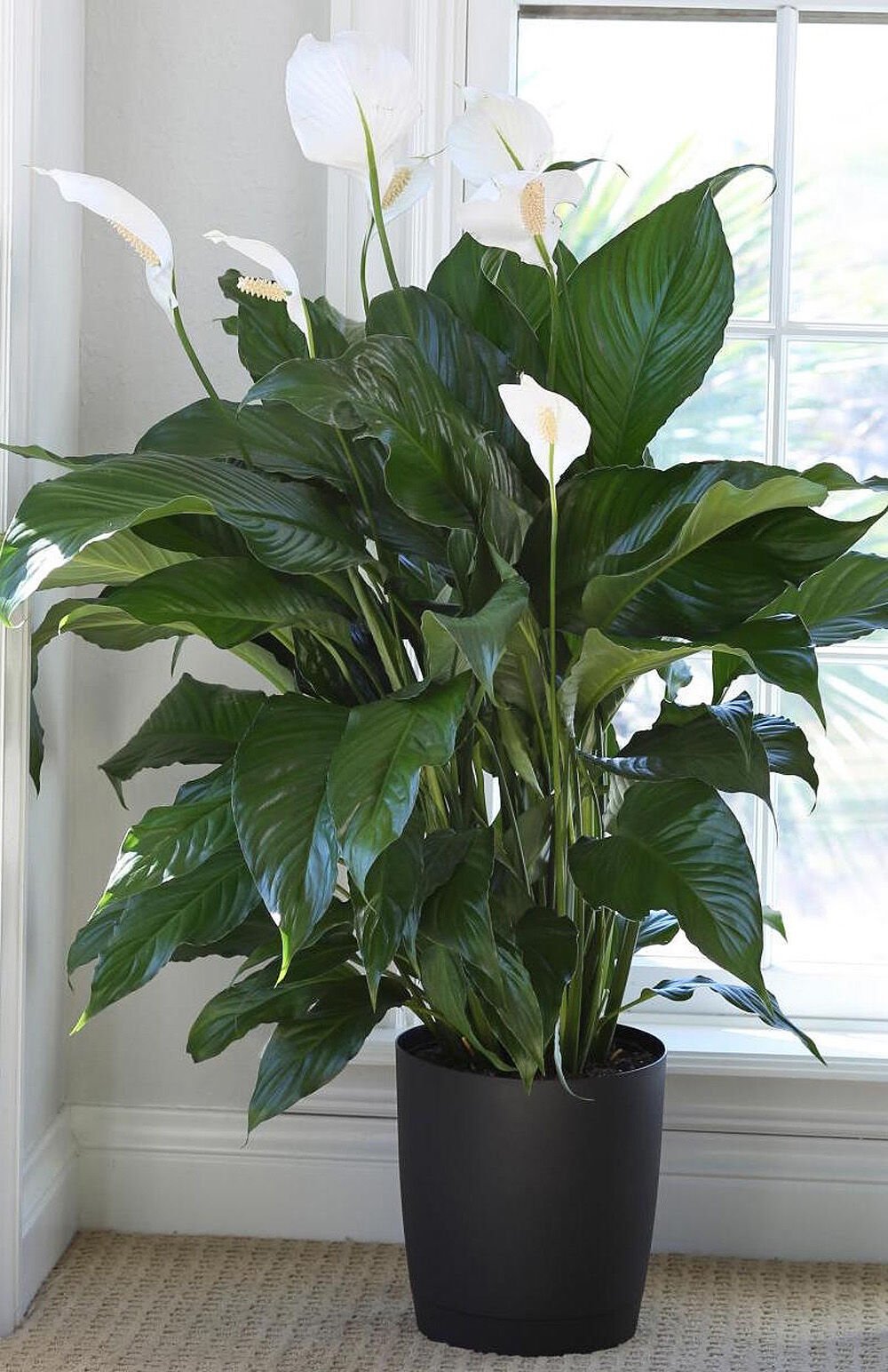 Are peace lilies poisonous to store cats symptoms