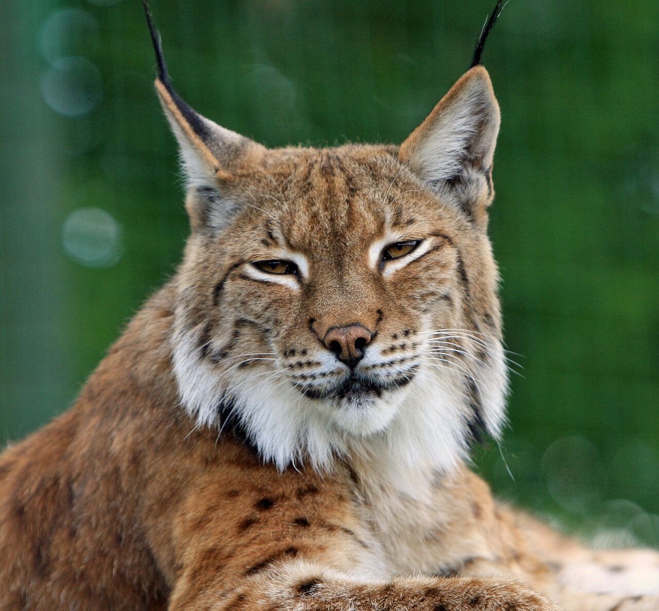 Bobcat sighted near Merrickville