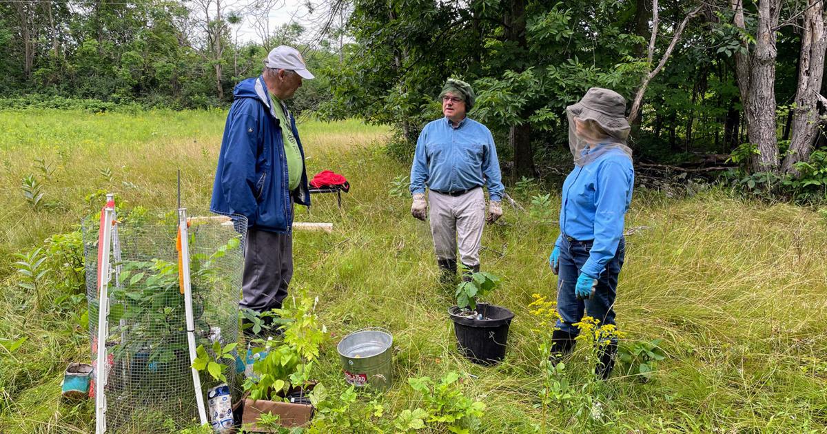Our Perth Trees volunteers help protect town's tree canopy