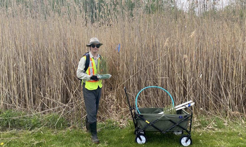 9 invasive species to be on the lookout for in Ontario