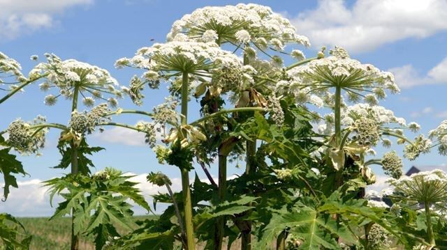 9 invasive species to be on the lookout for in Ontario