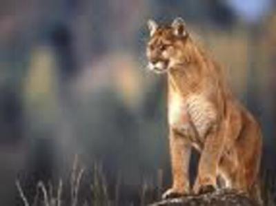 More New Jersey Mountain Lion Witnesses Come Forward