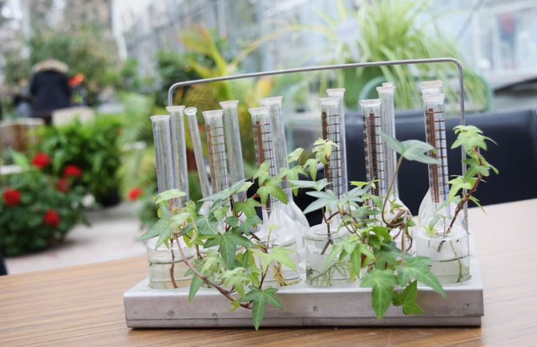 Kemptville Campus greenhouses open for community access, gardening