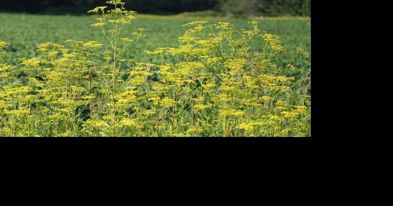 Funding for Ottawa Valley groups to handle invasive species