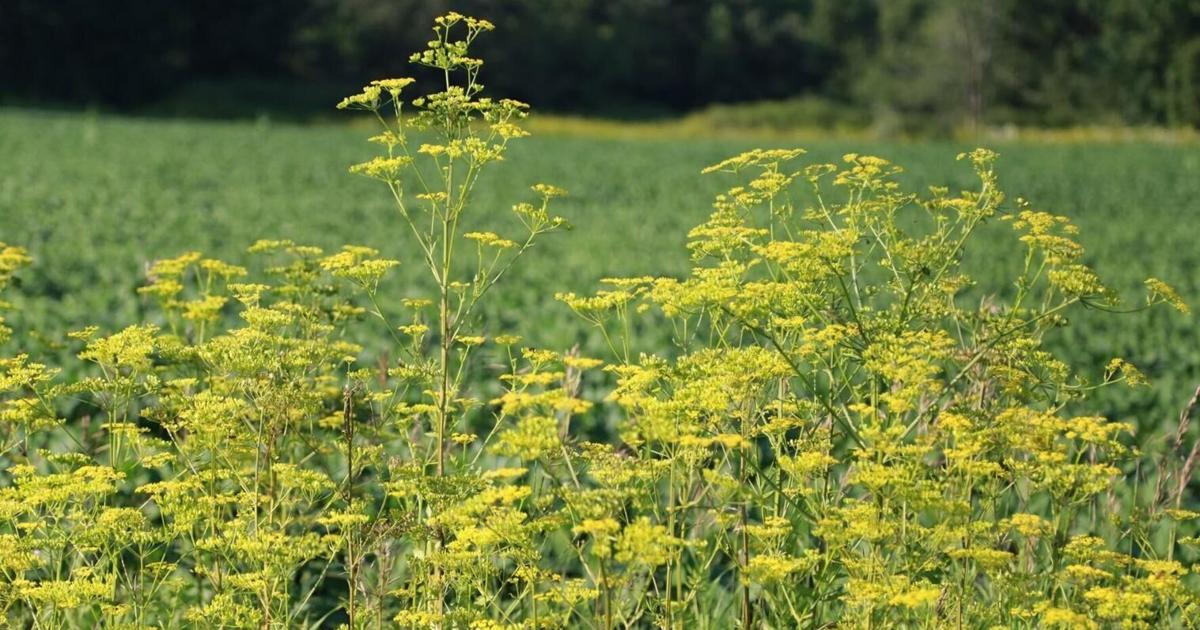 Funding for Ottawa Valley groups to handle invasive species