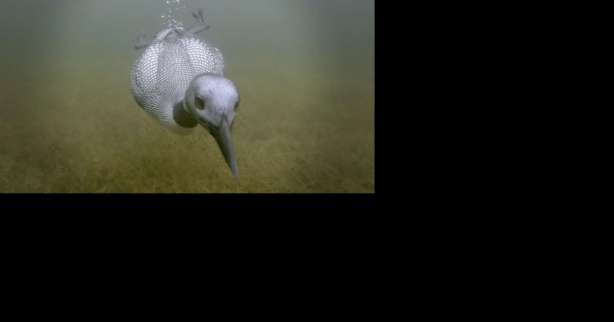 Ontario’s iconic bird returns to White Lake near Arnprior