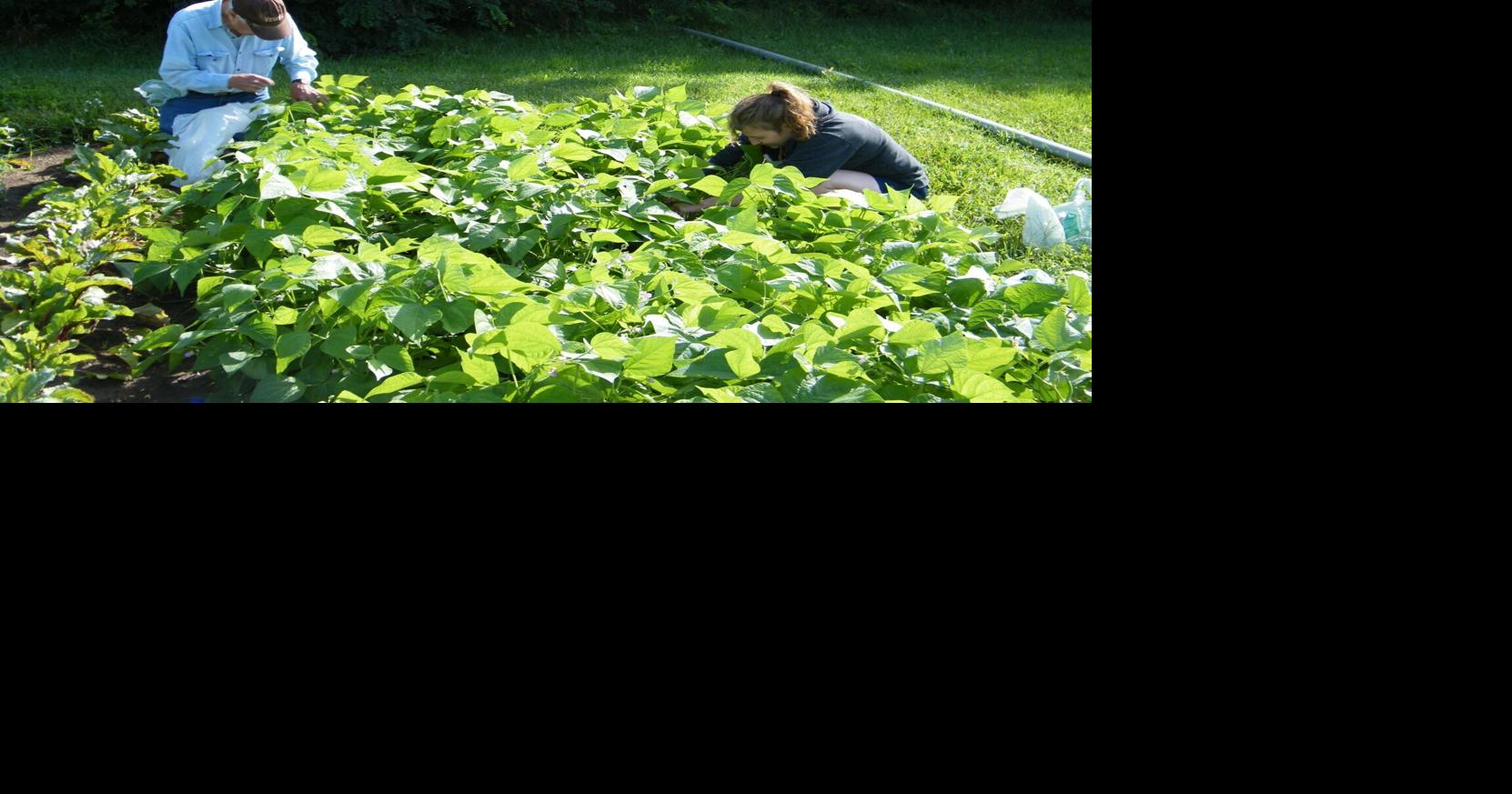 The Giving Garden in Kemptville promotes sharing with others