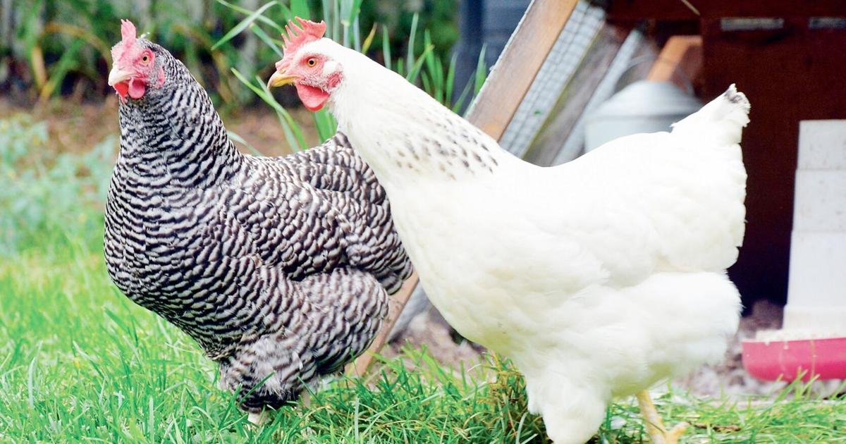 Strides made in Smiths Falls backyard hen pilot program