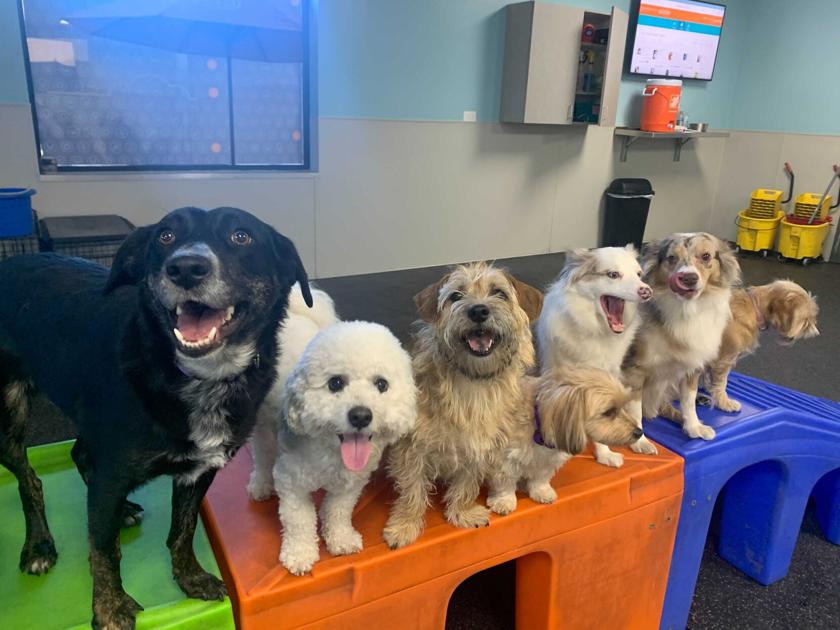 Tucson’s Dogtopia locations unique from national locations | Business