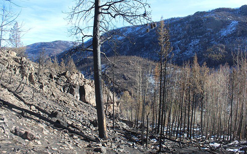 When wildfire burns a high mountain forest, what happens to the snow and runoff? - Vimarsana News